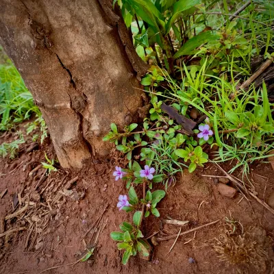 Purple Wildflowers at the Trunk