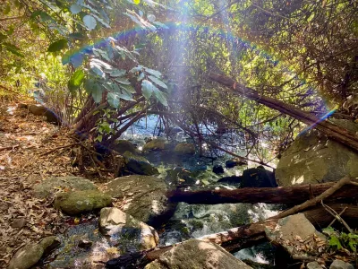 Stream Under the Canopy