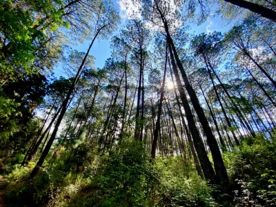 Pine Canopy, Looking Up
