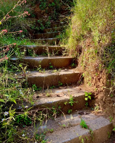 Overgrown Stone Stairs