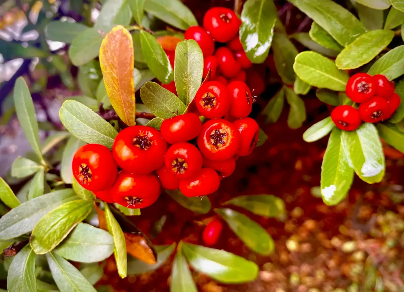 Firethorn Berries