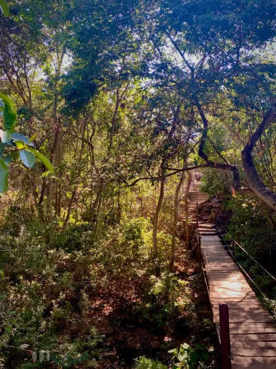 Boardwalk Through the Forest