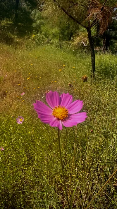 Cosmos in the Meadow