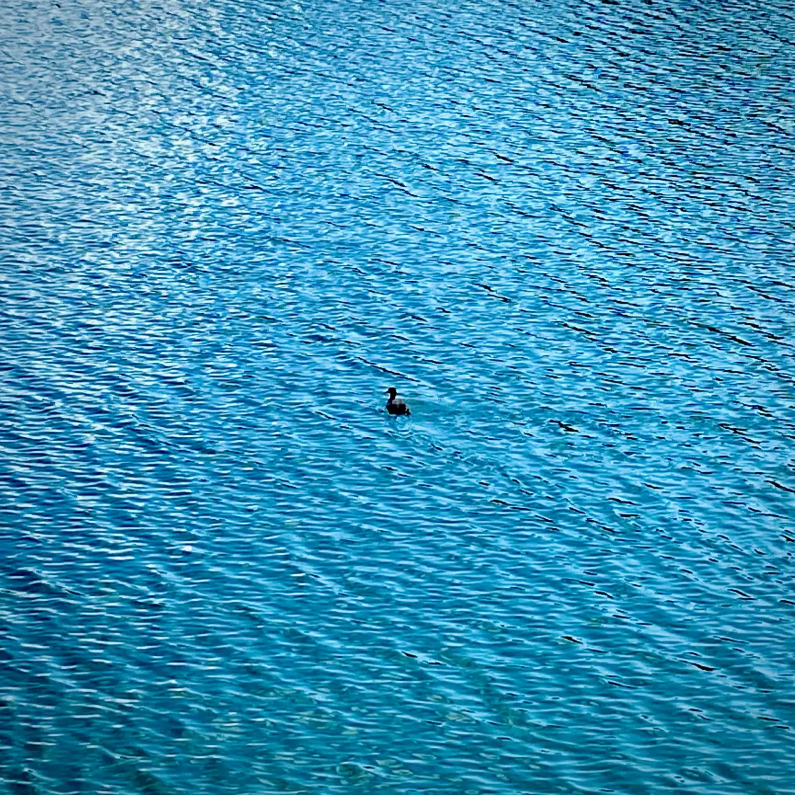 Alone on the Water
