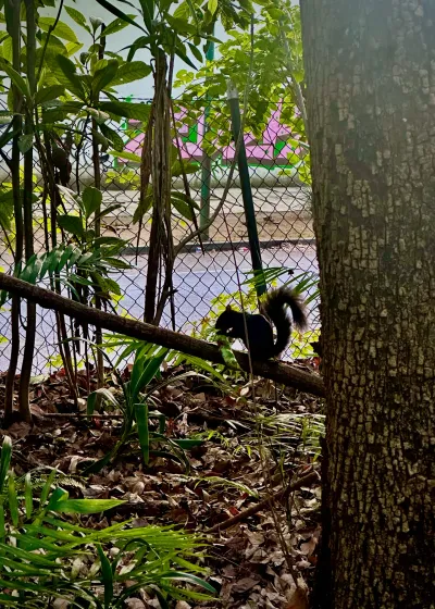 Squirrel by the Fence