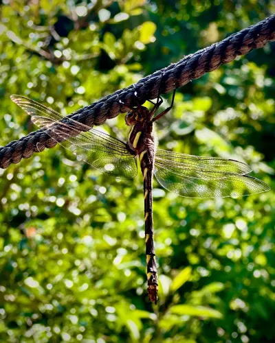 Dragonfly on a Rope
