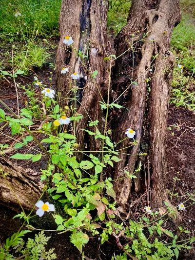 Wildflowers at the Roots