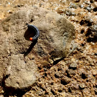 Caterpillar on Stone