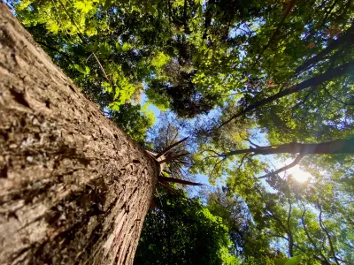 Looking Up the Canopy