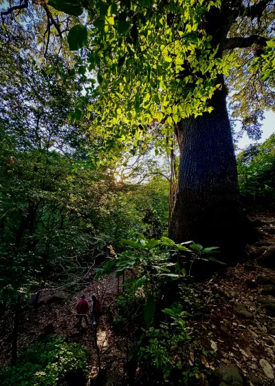 Trail Toward the Light